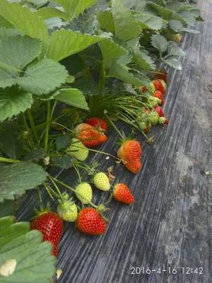 宁丰脱毒草莓苗批发报价,桃熏白草莓苗种植基地