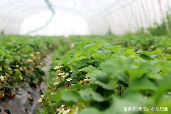 草莓产量"七分在苗,三分管理",最新最全草莓种植与施肥技术大全