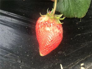 22种草莓新品种,有的一斤过百,产值是红颜的5倍 收藏