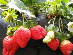 伟强农业草莓种植基地(孟津店)地址,电话,营业时间(图)-孟津县-大众点评网