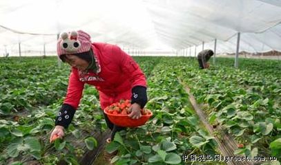 浙江义乌:草莓增产农户增收(图)