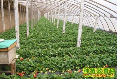瓜果种植 瓜果种植视频 > 正文  [农广天地草莓种植视频]日光温室草莓