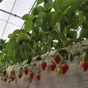 初遇草莓种植园产品图片 初遇草莓种植园店铺装修图片