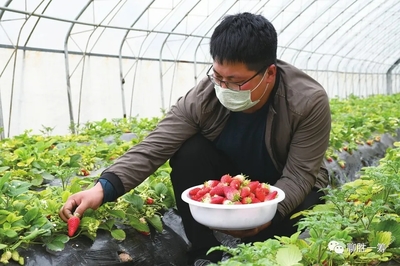 茌平区乐平铺镇:草莓网上销售忙
