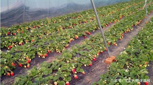 草莓什么时候种植最好?附种植方法