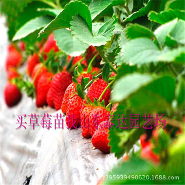 供应秋季大棚草莓苗泰安甜查理草莓苗种植基地