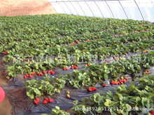 找相似款-工厂直供有机肥料【花卉专用】花仙子复合肥-相似图片