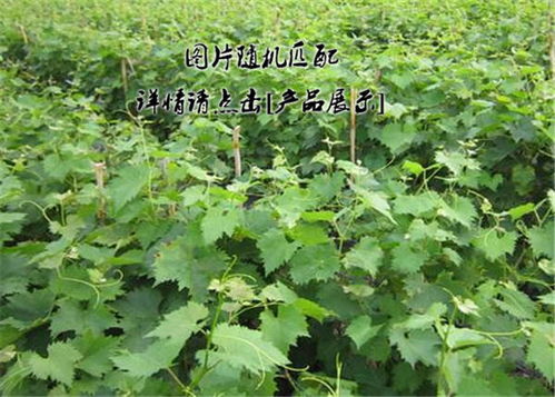 湖南专业硕丽草莓苗,陕西临潼石榴苗低价出售