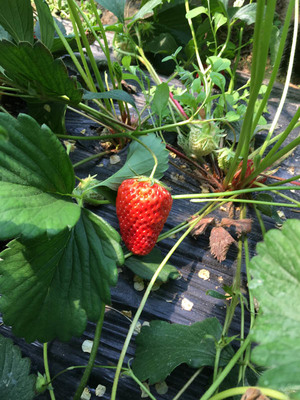 乾纳瑞农业(图)|幸香草莓苗种植|聊城草莓苗