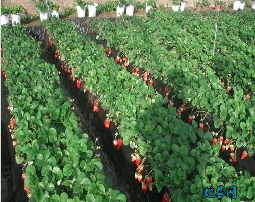 草莓种植技术草莓最适合生长温度是多少