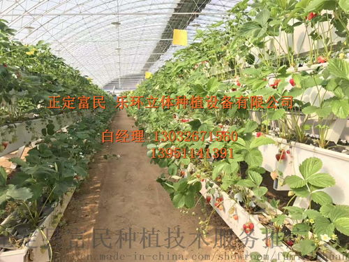 18型新品草莓种植槽 草莓栽培槽 育苗槽
