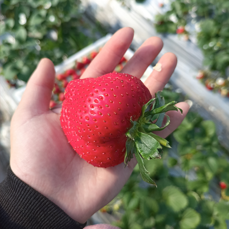 隋珠玄玉章姬奶油四季草莓苗 食用牛奶盆栽草莓种植带土阳台子浪