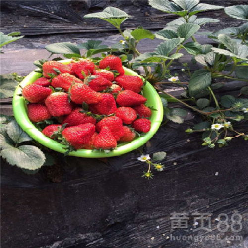 【优良品种草莓苗黔莓2号草莓苗优良品种草莓苗种植技术】- 
