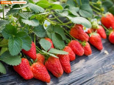 草莓最佳种植时间及种植全过程详解