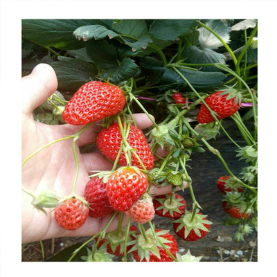 草莓苗 批发草莓苗 章姬奶油草莓苗几月份种植 章姬奶油草莓苗