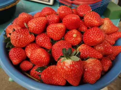 草莓甜不甜 甜 周末草莓采摘 误入柏泉古镇吃东西湖特产
