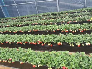 乌兰察布咖啡草莓苗种植基地报价 诚信厂家