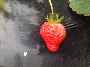 22种草莓新品种,有的一斤过百,产值是红颜的5倍 收藏