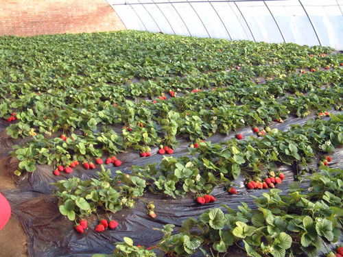 大棚栽培有机草莓的种植要点