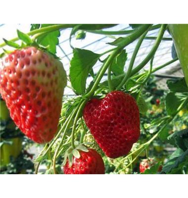 草莓苗种植图片