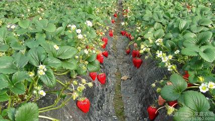 丹东东港、红颜草莓--玖玖农场--东北 温室草莓种植园图片_高清图_细节图-东港市玖玖家庭农场 -