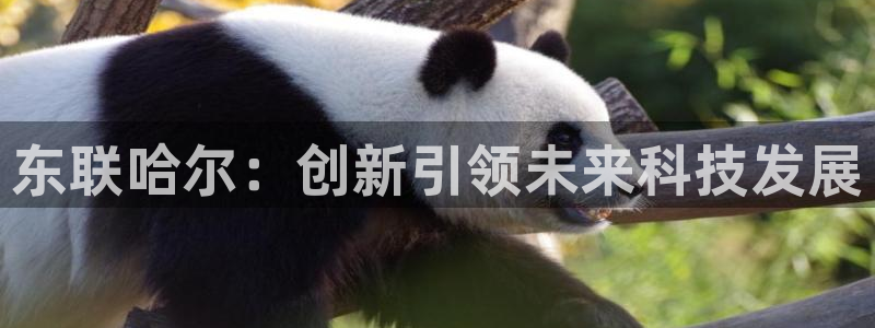 门徒娱乐场所叫什么名字：东联哈尔：创新引领未来科技发展