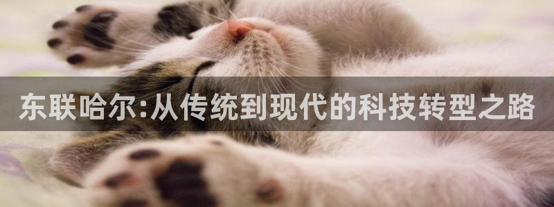 门徒娱乐团队介绍：东联哈尔:从传统到现代的科技转型之路