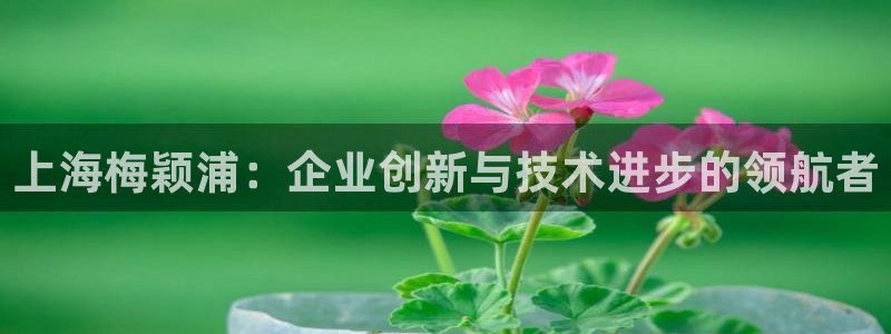 门徒海上娱乐活动：上海梅颖浦：企业创新与技术进步的领航者